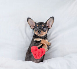 Cute Toy terrier puppy holds red heart on a bed at home. Top down view
