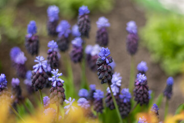 Muscari - purple flowers in a flower bed in the garden. Blue buds close up. Spring and summer flower. Grape hyacinth. Floral colorful background. Blooming