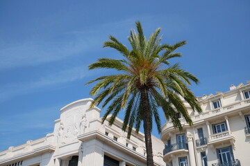 Fototapeta na wymiar Un palmier devant de beaux bâtiments. Palmier Phoenix canariensis. Nice, Côte d'azur, France 