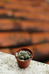 Close up background of decorative cactus, succulent in a flower pot in greenhouse. Top view, flat lay. Gardening. 