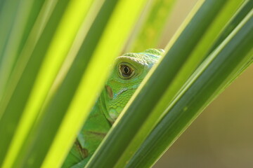 an iguana peeking out from behind a green leaf