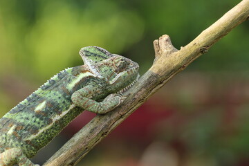 chameleon on a log on a green background