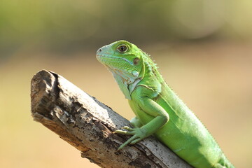 Fototapeta premium iguana on a wood in the morning