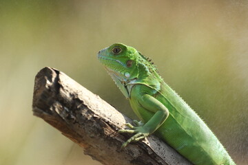 Fototapeta premium an iguana peeking out from behind a green leaf