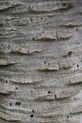 Tronc de palmier en gros plan