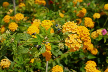 Fleurs Lantana Camara jaunes