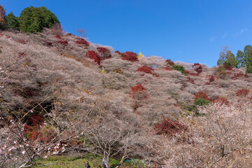 川見四季桜の里
