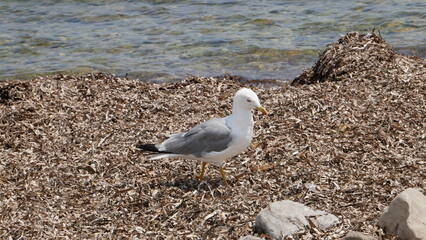 Goéland argenté au bord de la mer. Cannes, France