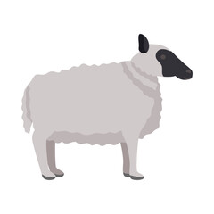 New Zealand Sheep Composition