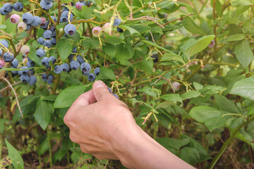 Naklejka na ściany i meble picking blueberries in the field selection of ripe berries close-up Vaccinium corymbosum