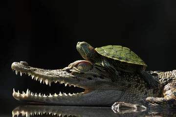 Foto auf Acrylglas a crocodile with a tortoise on its back © ridho