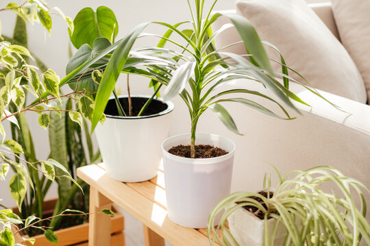 Green plants in pots indoor. Dracaena, chlorophytum, ficus, sansevieria houseplants in living room