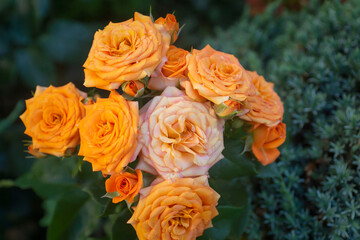 Delicate roses in full bloom in the garden. Close-up photo. Dark green background. Orange floribunda rose in the garden. Garden concept. Rose flower blooming against blurred rose flower background.