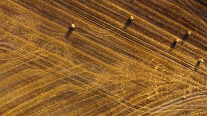 Summer field © Patryk