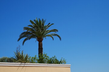 Un palmier sur une terrasse devant un ciel bleu. Palmier Phoenix canariensis