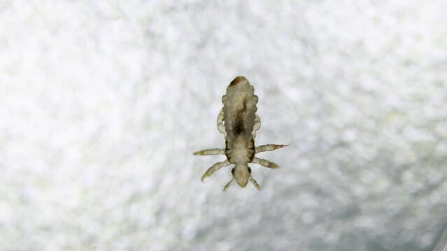 Head louse walking on white bumpy surface. Extreme closeup detail of human parasite. Pediculus capitis. Human infectious disease.