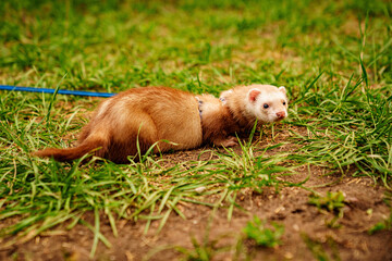 the red-haired domestic ferret is walked on a leash on the lawn. unusual pets. food and accessories for rodents.