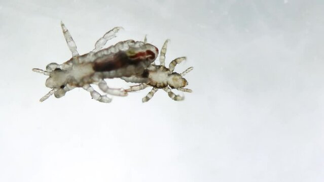 Head louse with small head lice walking on white slippery smooth surface. Extreme closeup detail of human parasite. Pediculus capitis. Human infectious disease.