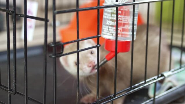 the red-haired domestic ferret drinks water from a sippy cup in a cage. unusual pets. food and accessories for rodents.