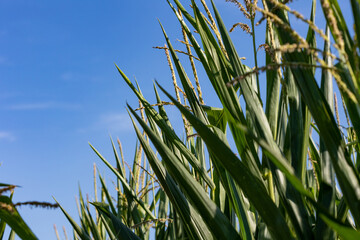 Naklejka premium View through the tops of corn plants and their leaves. Blue sky in the background.