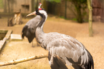 Sandhill Crane. Native American bird a species of large crane of North America.