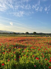 Fototapeta premium korea Gyeongju spring summer landscape scenery background