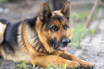 a lovely german shepherd dog