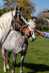 T&ecirc;tes de chevaux Appaloosa Snowflake et Varnish de profil et main humaine proche de la t&ecirc;te