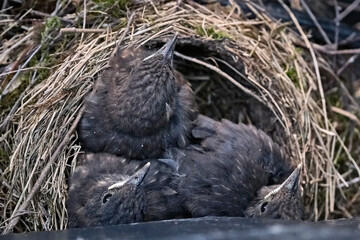 3 Küken ( Jungvögel ) im Nest einer Amsel ( Turdus merula ) oder Schwarzdrossel. 13 Tage alt.