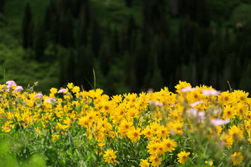 field of yellow flowers