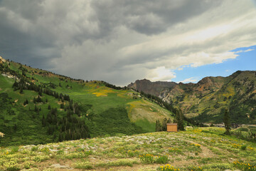 landscape in the summer