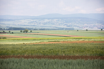Fototapeta premium Beauty and tranquility in farming. Natural and healthy living in a village. Summer landscape with field of wheat in Burgenland, Austria
