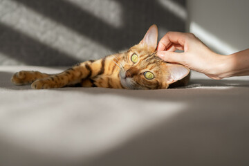 The cat, illuminated by the sun's rays, lies on the bed. A woman's hand is stroking a cat.