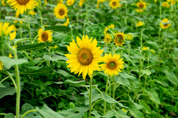 Obraz premium Sunflower