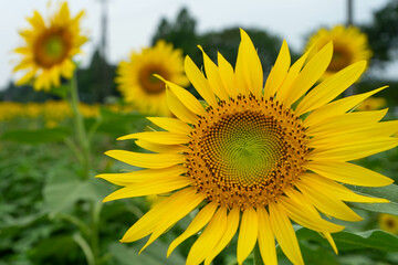 Fototapeta premium Sunflower