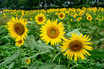 Fototapeta premium Sunflower