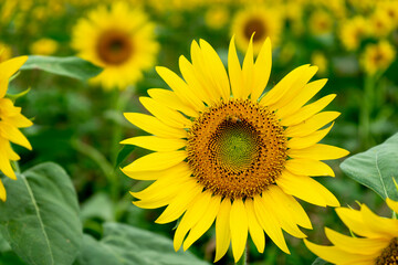 Fototapeta premium Sunflower