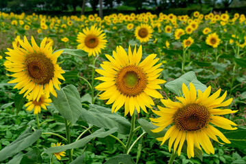 Obraz premium Sunflower field