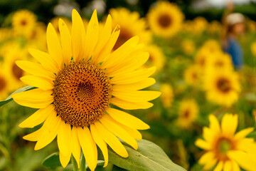 Sunflower