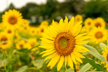 Sunflower