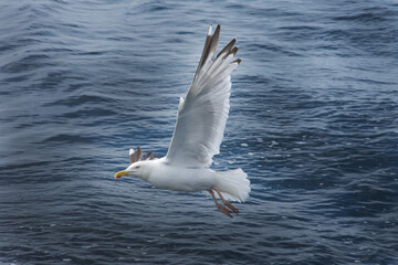 Fototapeta na wymiar Seagull, flying on the sky, Brittany