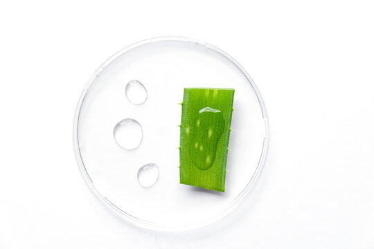Aloe vera extract research in laboratory with a petri dish on white background for aloe vera research advertising , photography science content , top view