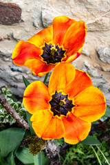 Tulipes h&acirc;tives Flair vues en plong&eacute;e