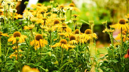 kwiaty ogrodowe  © OLTOM.PL