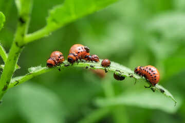 Lots of red Colorado potato beetles on a green potato leaf at summer day