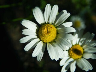Obraz premium white daisies in the sunlight