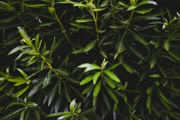 Wet Green Leaves After Rain