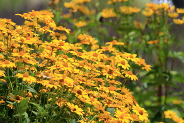 The gardens are all in bloom