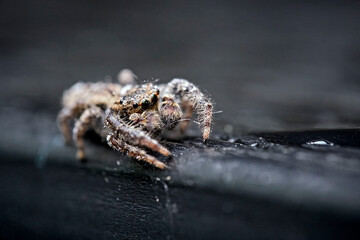 Rindenspringspinne ( Marpissa muscosa ).