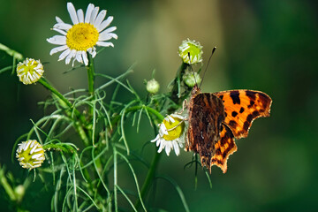C-Falter ( Polygonia c-album, Syn.: Nymphalis c-album ).